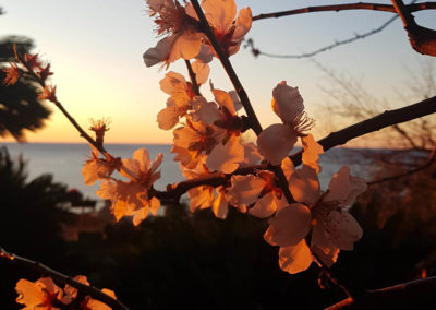 flowery almond